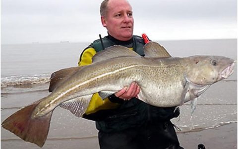 26lb Cod from the kayak